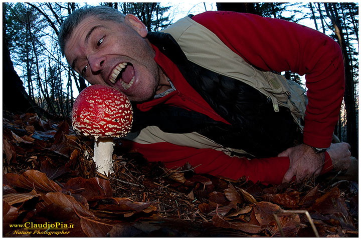 Funghi, toadstools, fungi, fungus, val d'Aveto, Nature photography, macrofotografia, fotografia naturalistica, close-up, mushrooms